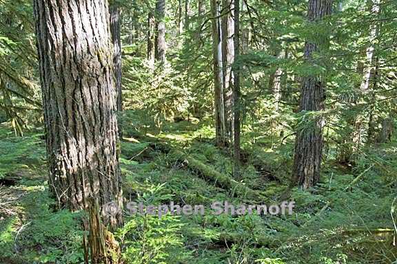 south santiam forest old growth forest 12 graphic8 graphic